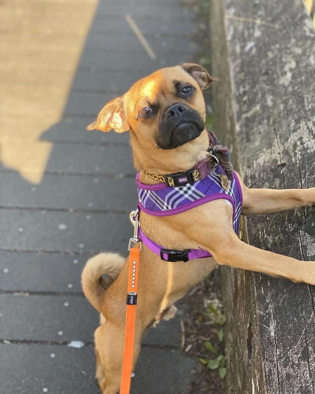 Soft Dog & Puppy Harness with Clip, Adjustable - Image 17