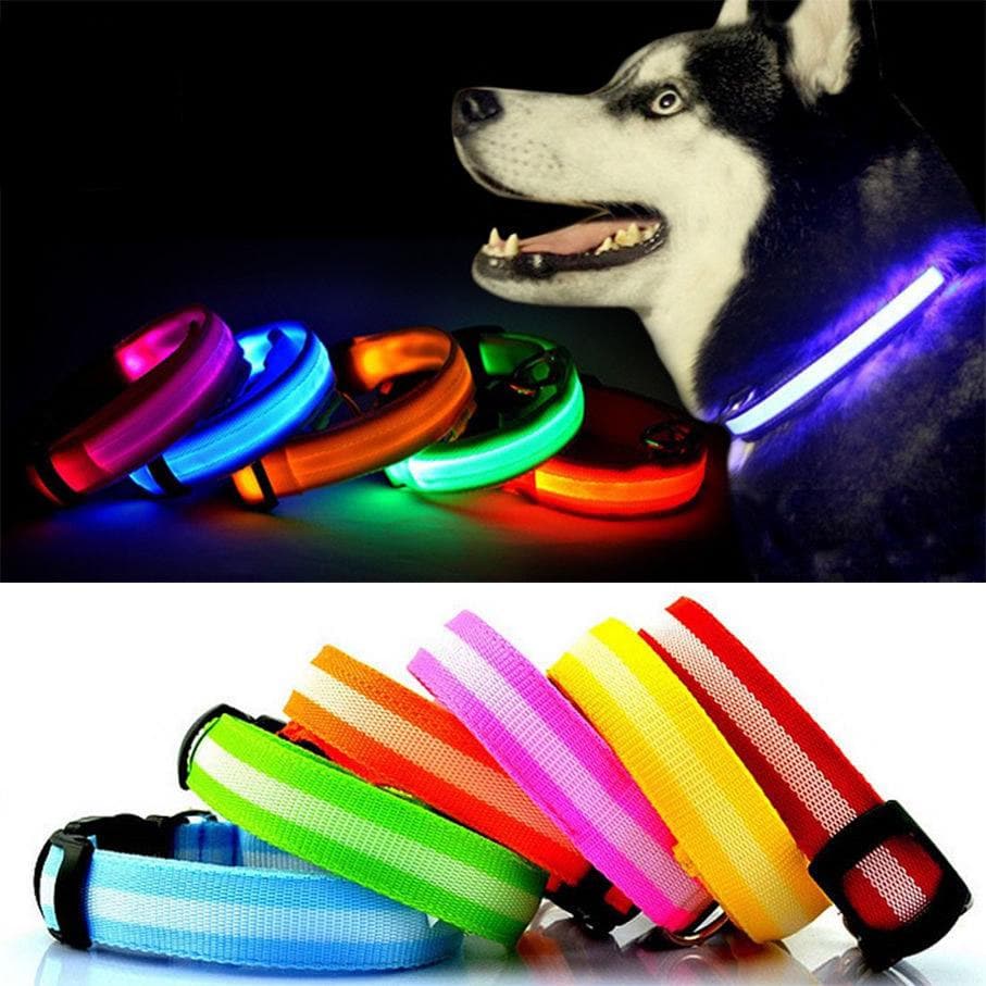 Light Up Dog Collar - LED - Bunty - Image 2