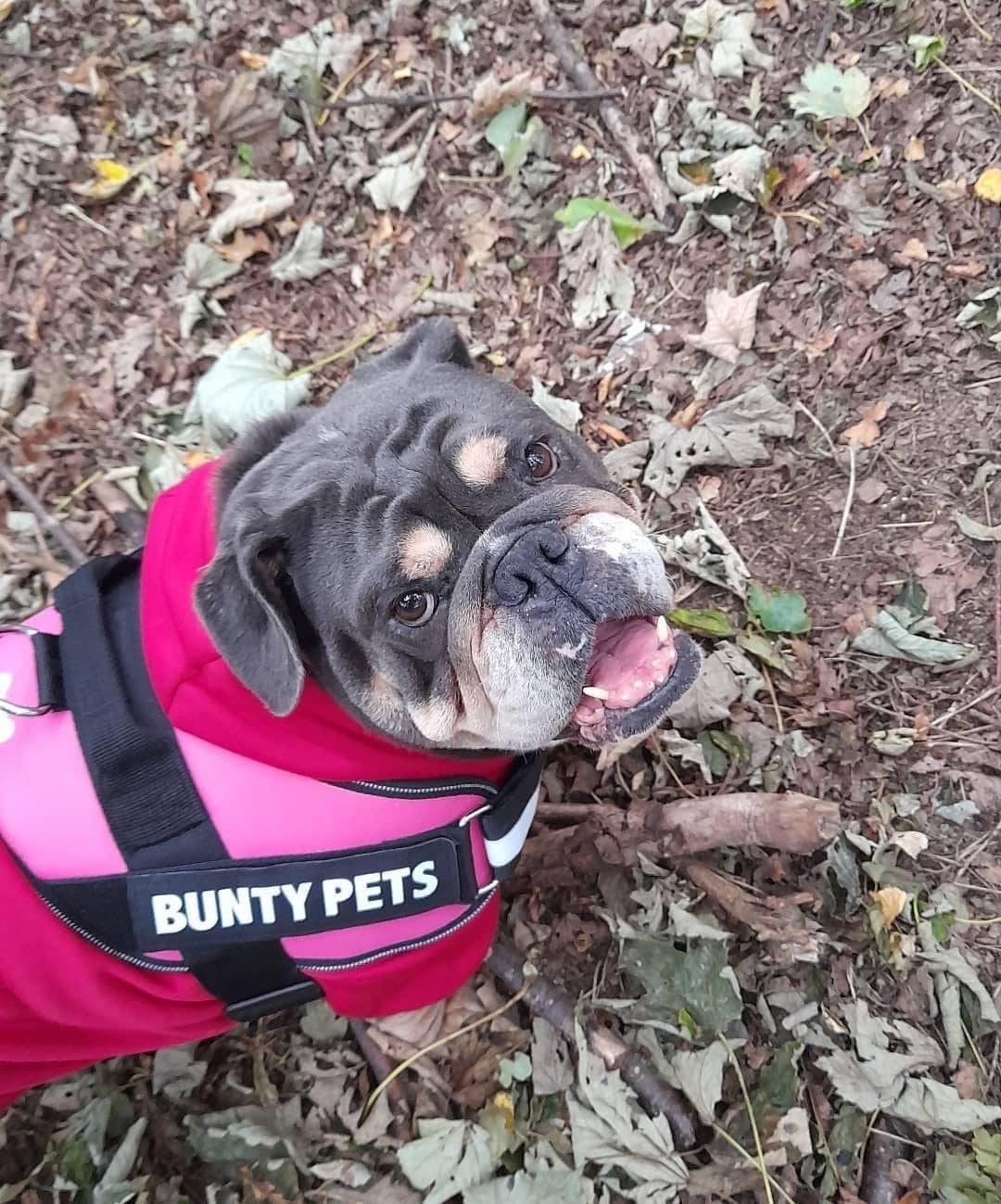 Dog Body Harness - Bunty Yukon Harness - Image 21