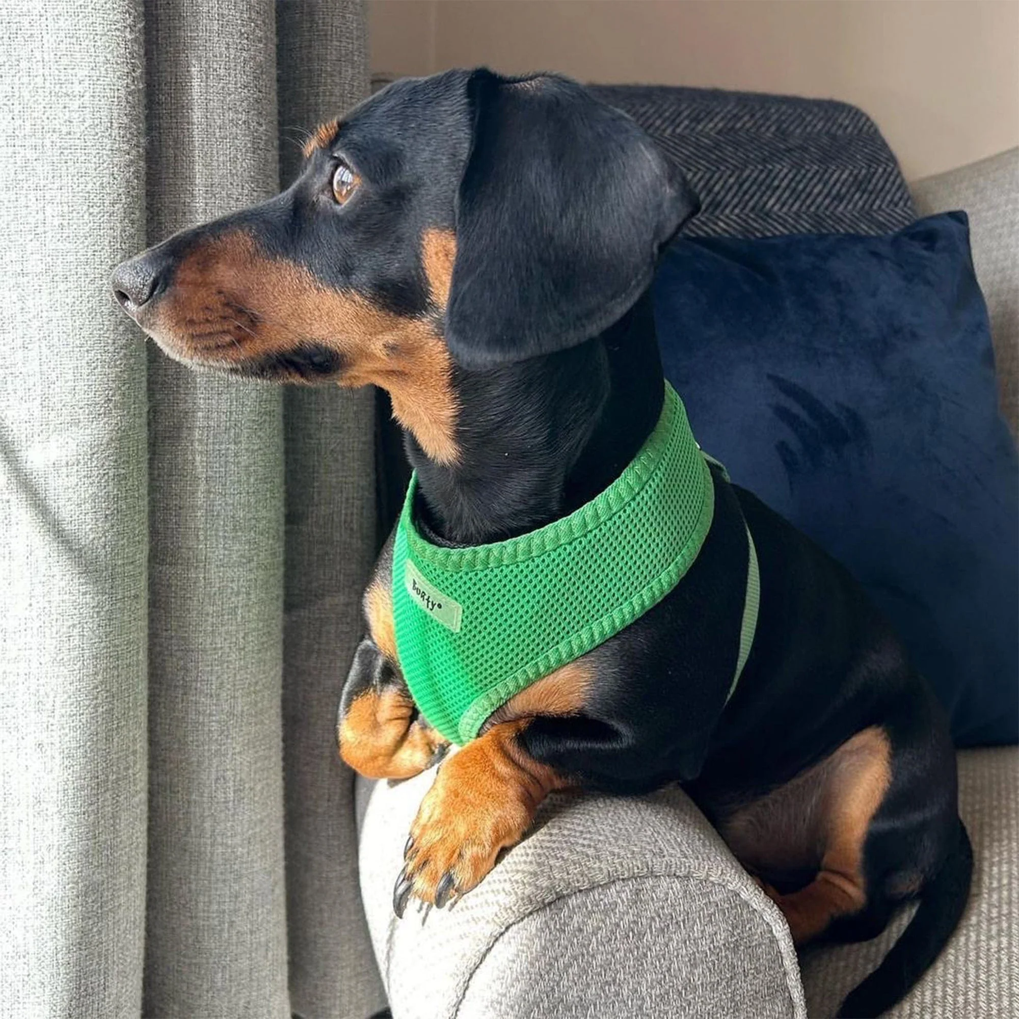 Soft Dog & Puppy Harness with Clip, Adjustable - Image 18